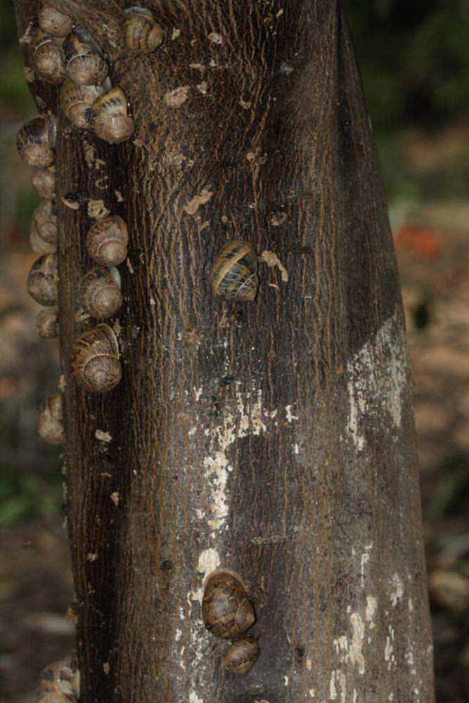            Bark (Riverside, CA)   
